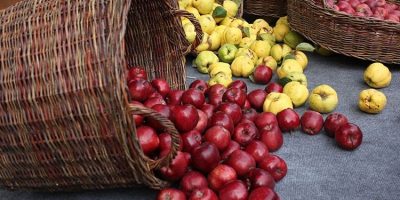 صادرات سیب گرجی