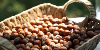 Georgian hazelnuts