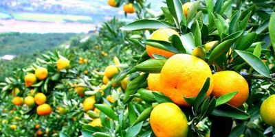 mandarins-1